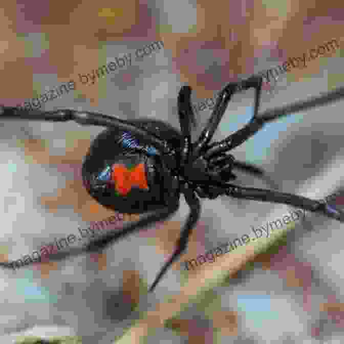 A Black Widow Spider Venom Marilyn Singer