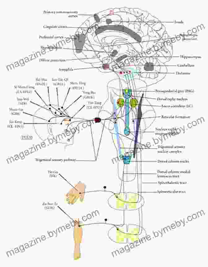 A Chart Showing The Neural Pathways Involved In Habit Formation How To Start Good Habits For Teens: Building Good Habits To Make A Better Life