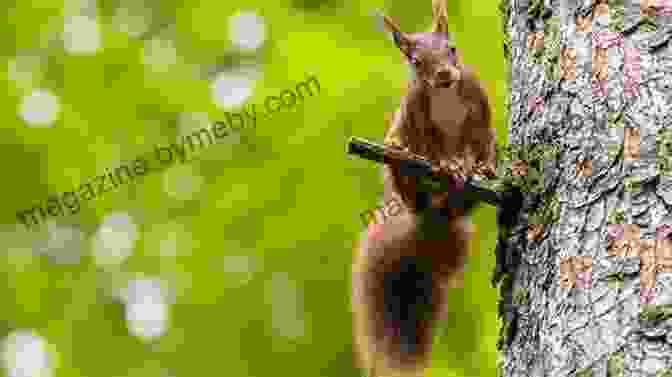 A Close Up Of A Playful Squirrel Perched On A Tree Branch Farm Anatomy: The Curious Parts And Pieces Of Country Life