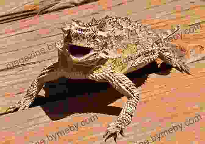 A Close Up Of A Texas Horned Lizard's Head, Emphasizing Its Sharp Horns And Spiky Scales. Texas Horned Lizards (Unique Animal Adaptations)