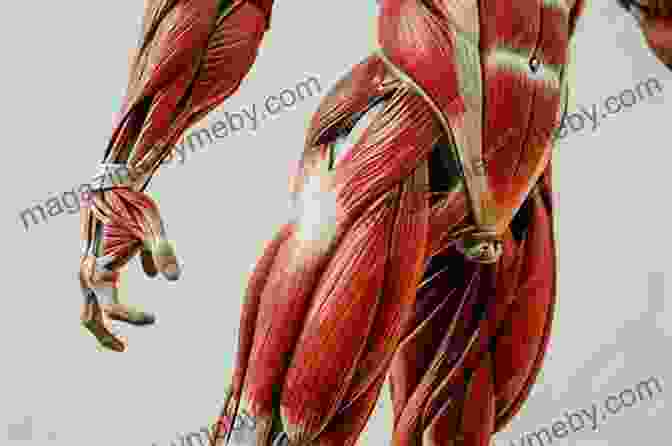 A Close Up View Of Human Muscles, Highlighting Their Strength, Flexibility, And Intricate Interplay. The Unseen Body: A Doctor S Journey Through The Hidden Wonders Of Human Anatomy