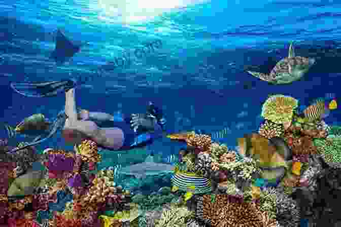 A Diver Explores A Vibrant Coral Reef In The Caribbean Best Dives Of The Caribbean