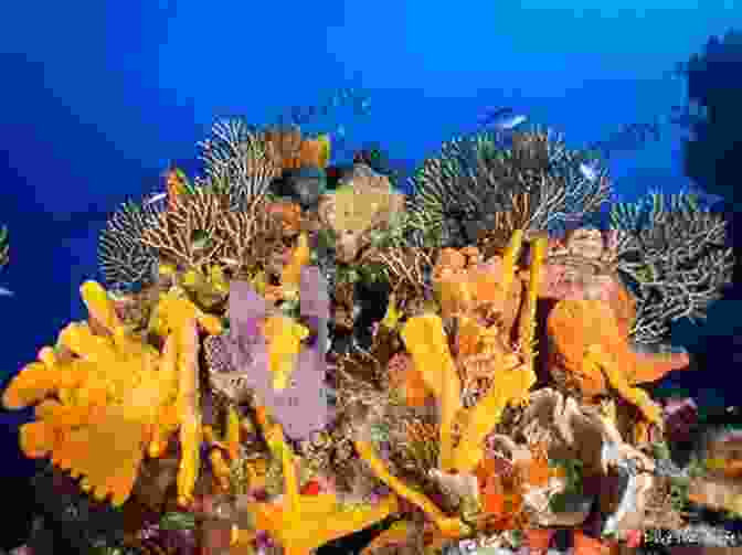 A Diver Swims Through A Colorful Coral Reef In Cozumel, Mexico Best Dives Of The Caribbean