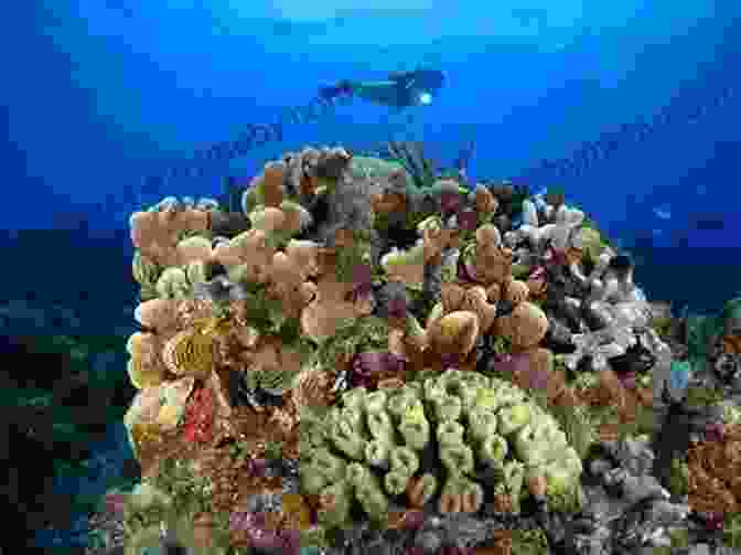 A Diver Takes An Underwater Photograph Of A Coral Reef In The Caribbean Best Dives Of The Caribbean