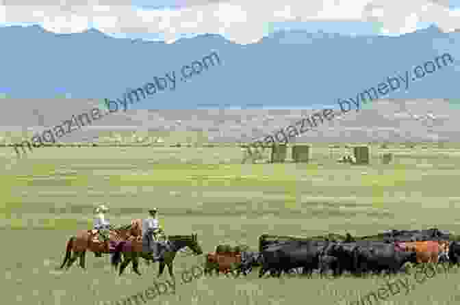 A Historic Photo Of A Chilcotin Ranch, With Cowboys Herding Cattle In The Foreground And Majestic Mountains In The Background Old Lives: In The Chilcotin Backcountry