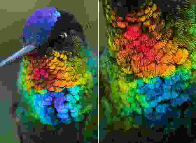 A Hummingbird With Iridescent Feathers Nature Anatomy: The Curious Parts And Pieces Of The Natural World