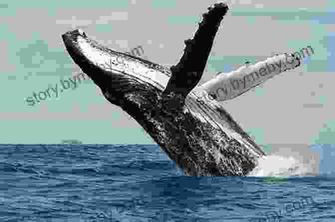 A Humpback Whale Breaching The Surface Of The Ocean My Favorite Places: : Antarctica Kimiko Kitani