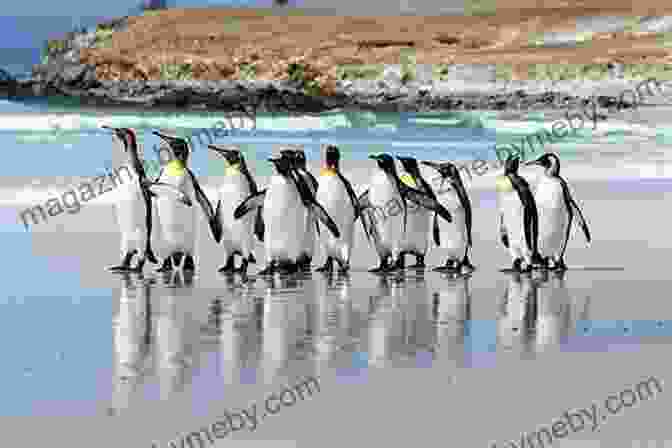 A Large Colony Of Penguins Nesting On A Beach In The Falkland Islands Snow Petrel: A Father Son Voyage To The Windiest Place In The World