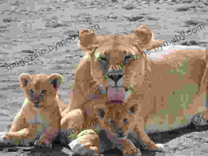 A Lioness And Her Cubs Rest In The Shade Of A Tree Hunting The African Lion (A Hunter S Trails And A Hunter S Tales)