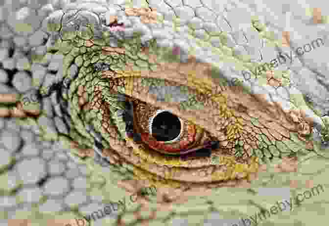 A Macro Shot Of A Texas Horned Lizard's Eye, Highlighting The Specialized Scales Around Its Eyelid Used For Moisture Retention. Texas Horned Lizards (Unique Animal Adaptations)