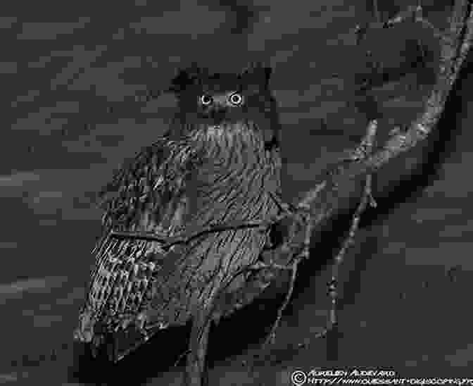 A Majestic Blakiston's Fish Owl Perched On A Branch Owls Of The Eastern Ice: A Quest To Find And Save The World S Largest Owl