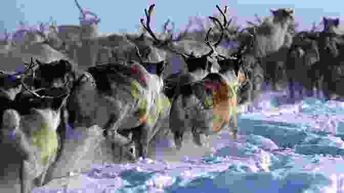 A Majestic Herd Of Reindeer Galloping Across A Snowy Landscape Where S Santa S Reindeer?: A Festive Search And Find (Search And Find Activity 8)