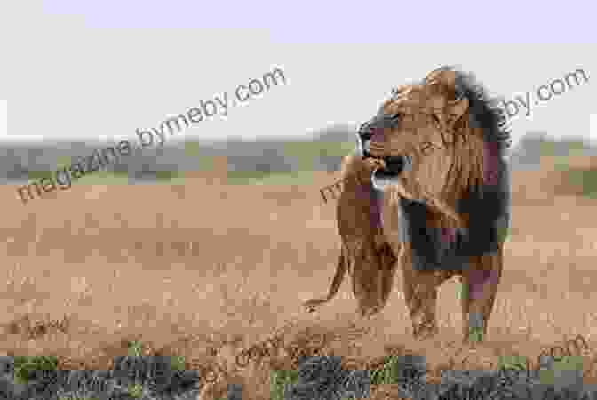 A Majestic Lion Stands Tall In The African Savannah Hunting The African Lion (A Hunter S Trails And A Hunter S Tales)