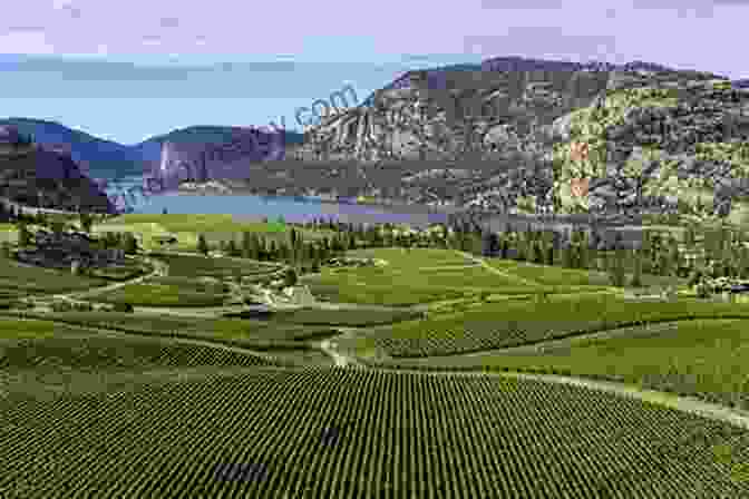 A Panoramic View Of A Vineyard In The Okanagan Valley John Schreiner S Okanagan Wine Tour Guide 5th Edition: The Wineries Of British Columbia S Interior