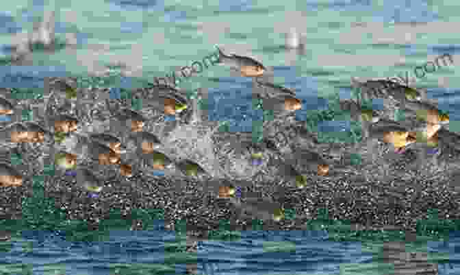 A School Of Iridescent Fish Leaping Out Of The Water, Their Mouths Open In A Harmonious Chorus The River Of Singing Fish