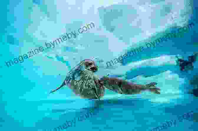 A Sleek Seal Swimming Through The Icy Waters Of Antarctica My Favorite Places: : Antarctica Kimiko Kitani