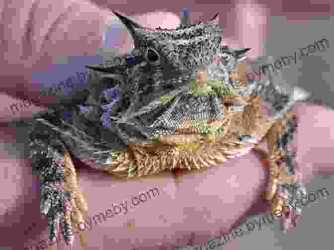 A Texas Horned Lizard Facing The Camera, Showcasing Its Remarkable Horned Head And Spiky Body. Texas Horned Lizards (Unique Animal Adaptations)