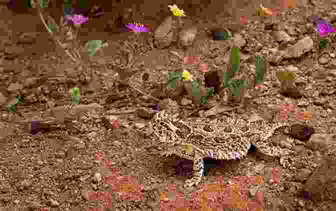 A Texas Horned Lizard Lying On The Ground, Its Coloration And Pattern Blending Seamlessly With Its Surroundings. Texas Horned Lizards (Unique Animal Adaptations)