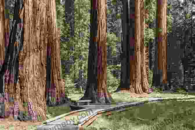 A Tranquil Woodland Scene In Yosemite National Park, With A Towering Sequoia Tree In The Foreground. Honeymoon For One: Collected Travel Writings From Australia To Zimbabwe (and Everywhere In Between)