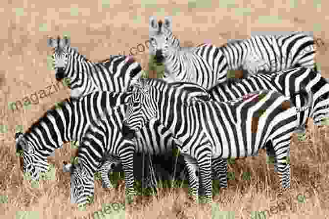 A Vast Savannah In The Serengeti, With A Herd Of Zebras Grazing In The Foreground. Honeymoon For One: Collected Travel Writings From Australia To Zimbabwe (and Everywhere In Between)