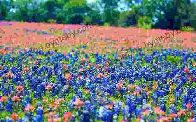 A Vibrant Field Of Bluebonnets In Texas, Symbolizing The Beginning Of The Journey, And The Iconic Pyramids Of Giza In Egypt, Representing The Culmination Of The Adventure. Bluebonnets To Pyramids: A Year In Egypt