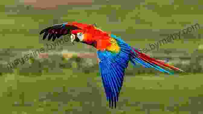 A Vibrant Macaw With Scarlet, Blue, And Yellow Plumage Life List: A Woman S Quest For The World S Most Amazing Birds