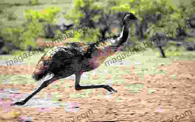 An Emu, A Flightless Bird Native To The Australian Outback Life List: A Woman S Quest For The World S Most Amazing Birds