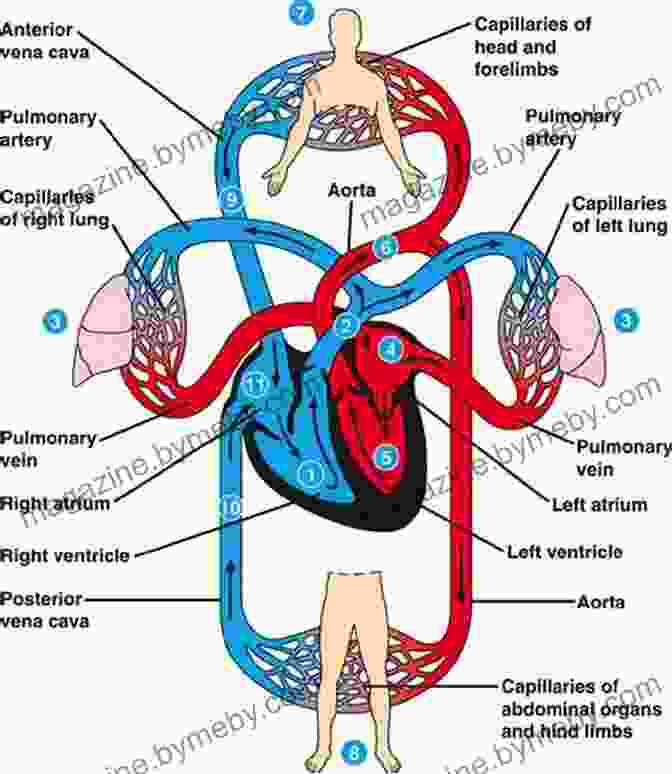 An Illustration Of The Interconnectedness Of The Circulatory, Respiratory, And Nervous Systems, Emphasizing Their Critical Role In Maintaining Life. The Unseen Body: A Doctor S Journey Through The Hidden Wonders Of Human Anatomy