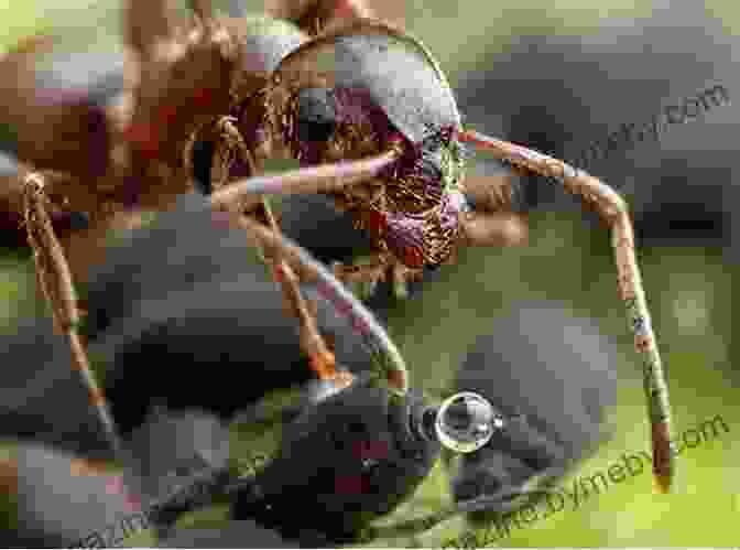 Ants And Aphids Forming A Symbiotic Relationship Nature Anatomy: The Curious Parts And Pieces Of The Natural World