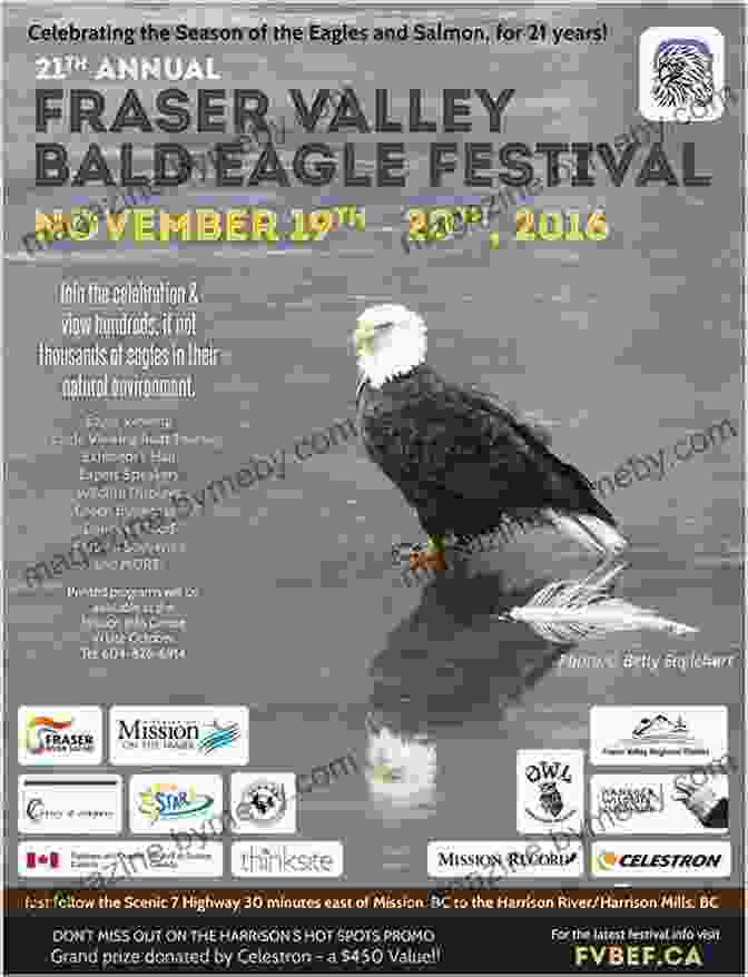 Birders Admiring A Bald Eagle In The Fraser Valley Best Places To Bird In British Columbia