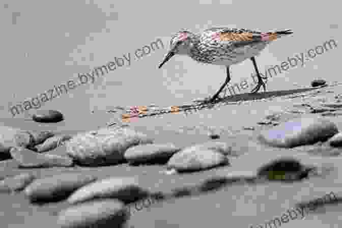 Birders Observing A Flock Of Sandpipers On The Shores Of Vancouver Island Best Places To Bird In British Columbia