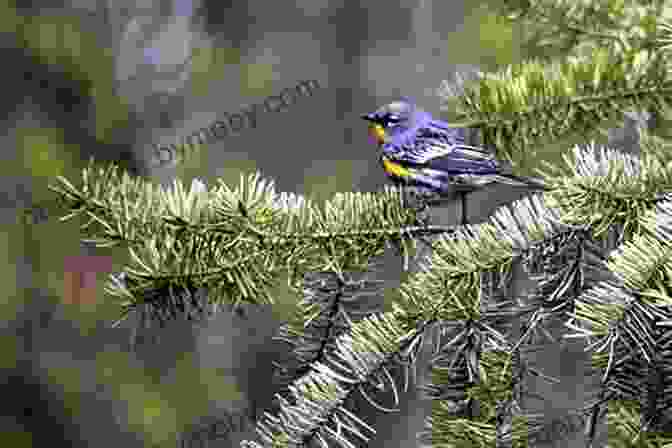 Birders Using Binoculars To Identify Warblers In Okanagan Mountain Provincial Park Best Places To Bird In British Columbia