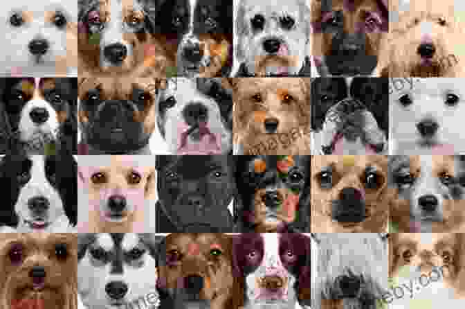 Buster The Puppy Surrounded By A Variety Of Dog Breeds Where S The Puppy?: Search For Buster The Puppy And Over 101 Doggie Breeds (Search And Find Activity 14)