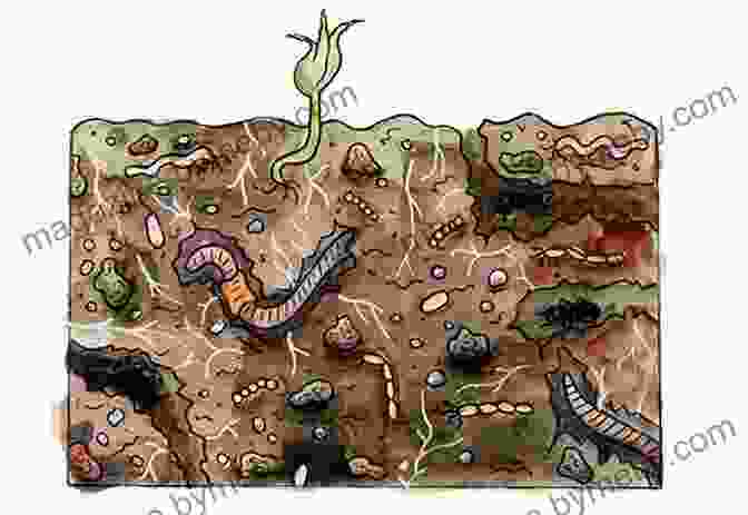 Cross Section Of Healthy Soil Layers With Diverse Microorganisms The Soil Will Save Us: How Scientists Farmers And Foodies Are Healing The Soil To Save The Planet