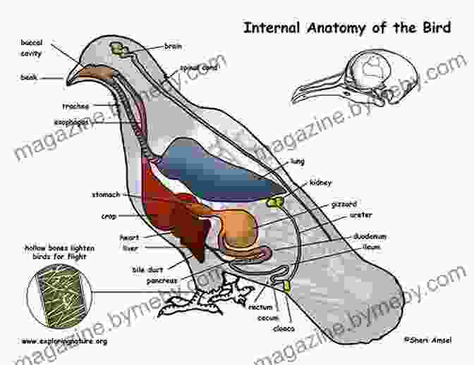 Diagram Of Bird Anatomy The Hummingbird Handbook: Everything You Need To Know About These Fascinating Birds