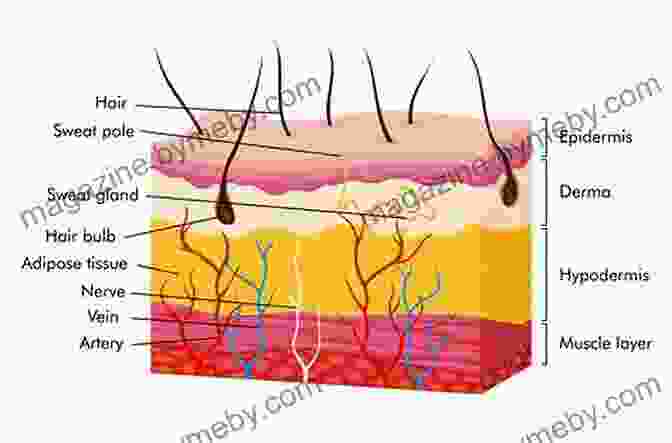 Diagram Of Skin Anatomy, Layers, And Structures Aesthetic Procedures: Nurse Practitioner S Guide To Cosmetic Dermatology