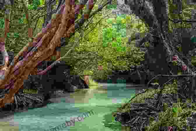 Eli Creek, Fraser Island My Favorite Places In Australia: Fraser Island