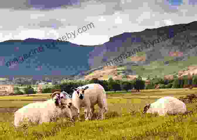 Farming Holiday In The Lake District The Eleven Arches And Farming Holidays