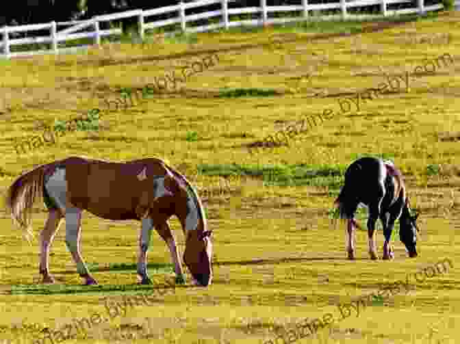 Horses Grazing In A Field Horses In Company Lucy Rees