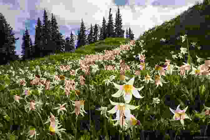 Lily Standing In A Meadow, Surrounded By Wildflowers Sweeter Than Honey (Honey Hill 2)