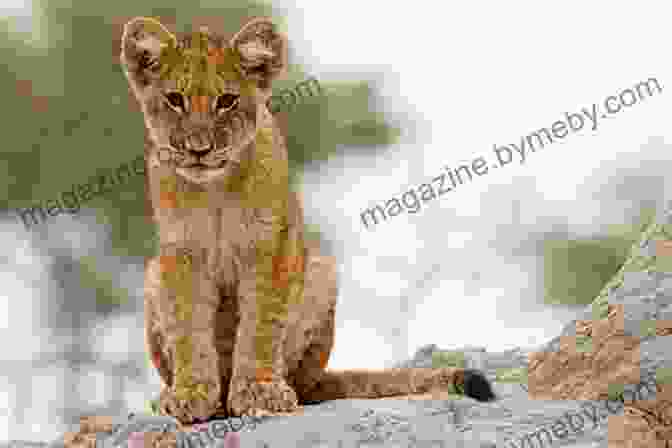 Lucky The Lion Cub Standing On A Rock, Looking Out Over The Savanna Lucky The Lion Cubs Quest