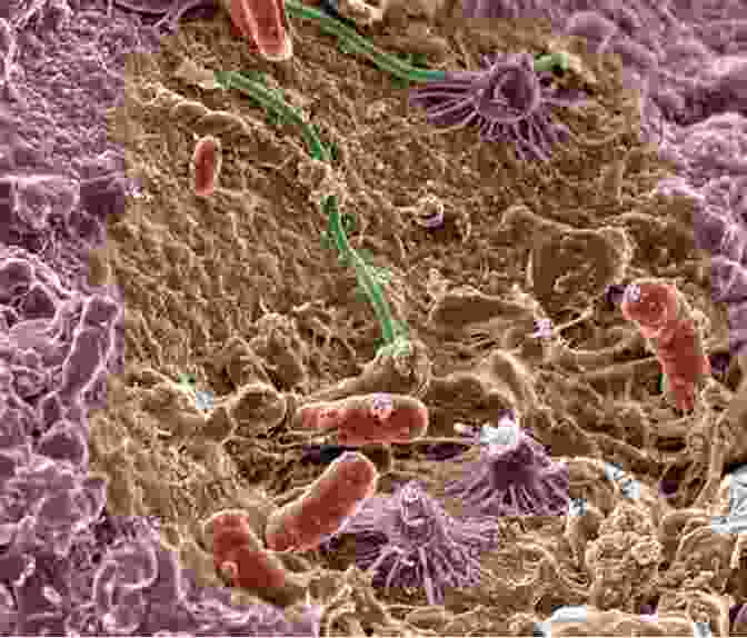 Microscopic Image Of Diverse Soil Organisms Interacting The Soil Will Save Us: How Scientists Farmers And Foodies Are Healing The Soil To Save The Planet