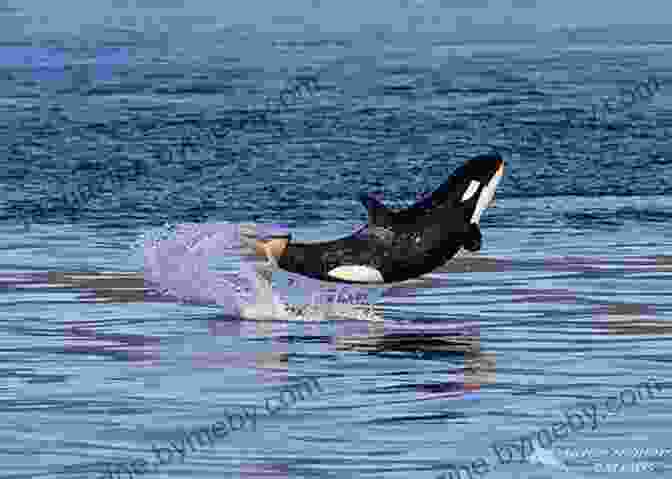 Orca Leaping Majestically Above Crystal Clear Waters Under A Living Sky (Orca Young Readers)