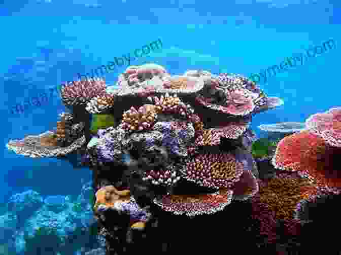 Red Learning About Coral Reef Ecology Environmental Adventures: Red Explores The Ocean