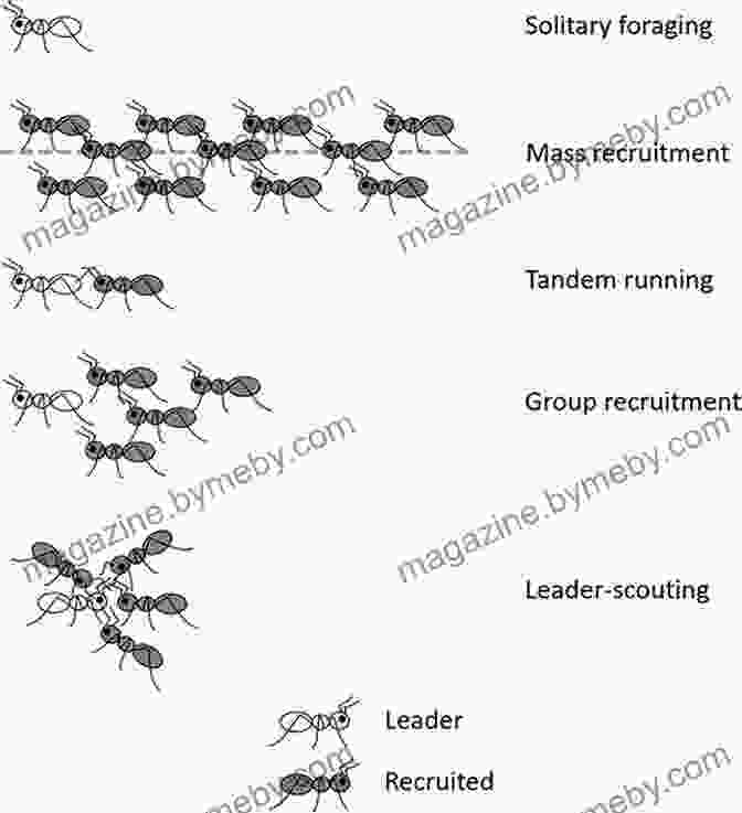 Strategic Patterns Found In Nature, Such As The Foraging Patterns Of Ants, Provide Valuable Insights For Human Strategy Development. Shape: The Hidden Geometry Of Information Biology Strategy Democracy And Everything Else