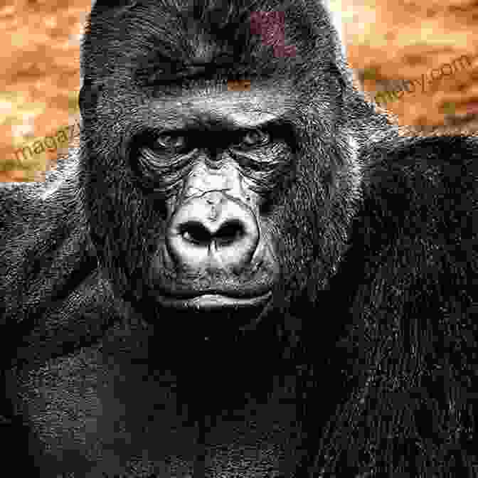 The Grey Gorilla, A Terrifying Predator In Congo Michael Crichton