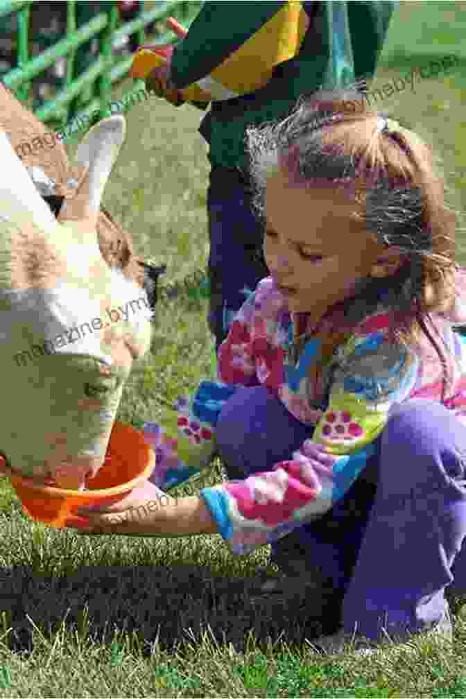 The Little Fox Participates In Fun Fall Activities Like Petting Animals, Listening To Music, And Making Crafts. Little Critter: The Fall Festival (My First I Can Read)