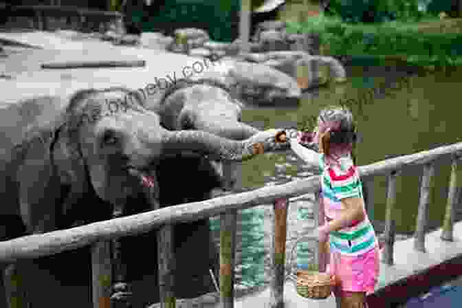 Zavier And Zoey Observing Elephants At The Zoo Zavier And Zoey Go To The Zoo