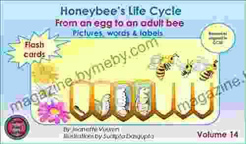 Honeybee S Life Cycle Flash Cards Volume 14 Teaching Resources Aligned To Common Core State Standards From An Egg To An Adult Bee Pictures Words Labels: Science Honey Bee (Honeybee Series)